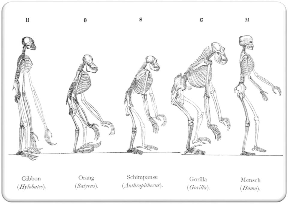 le origini degli antropoidi