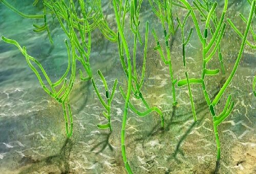 le alghe di un miliardo di anni fa.