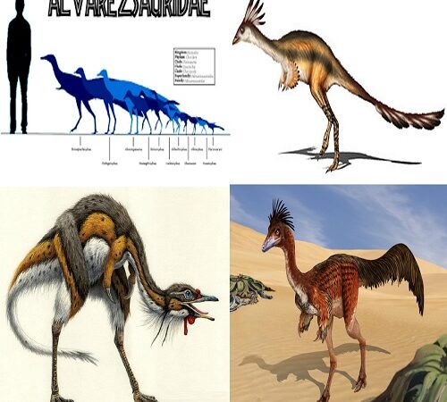 la famiglia degli alvarezsauridae.