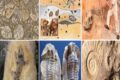 I FOSSILI DEL PASSATO DELLA TERRA