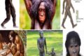 LE CARATTERISTICHE DELL’AUSTRALOPITECO