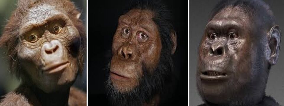 le caratteristiche dell’australopiteco 02