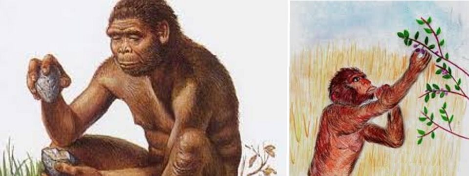 le caratteristiche dell’australopiteco 03