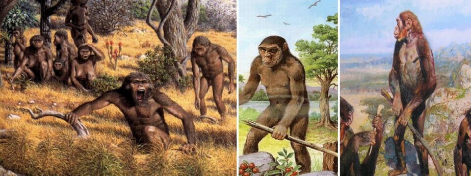 le caratteristiche dell’australopiteco 04