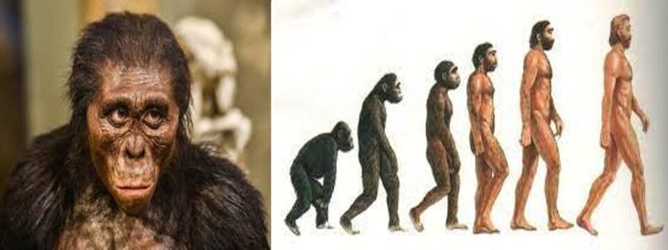 le caratteristiche dell’australopiteco 05