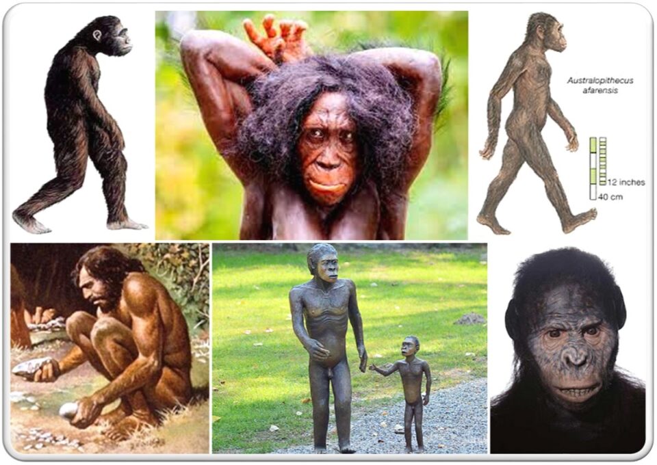 le caratteristiche dell’australopiteco
